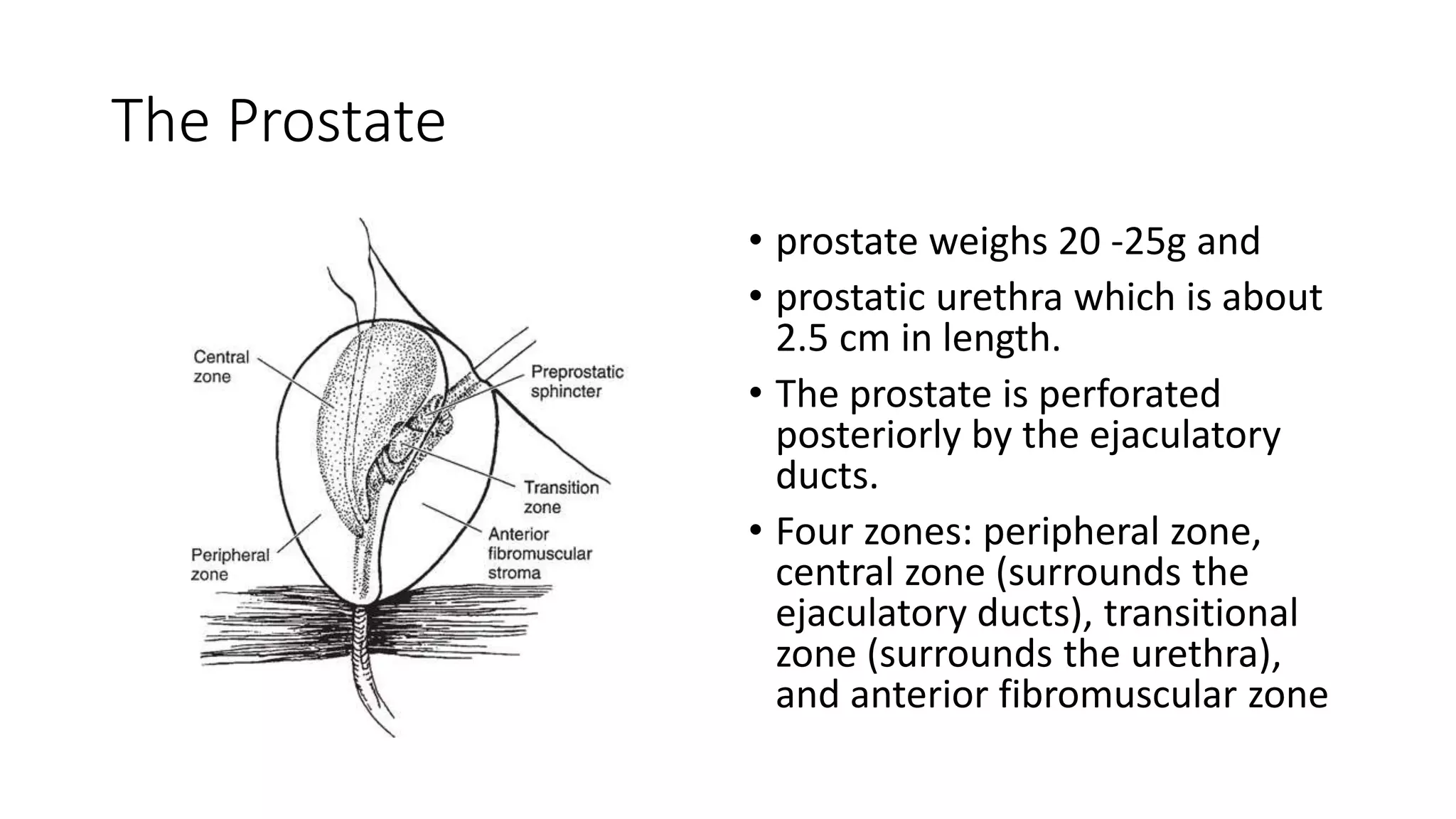 imaging in urology copy.pptx
