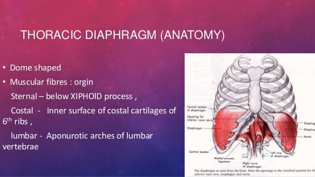 Imaging modalities of diaphragm