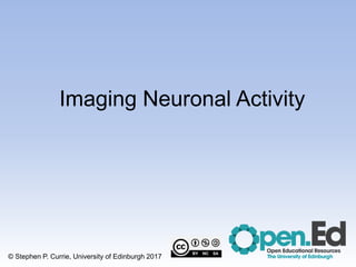 Imaging Neuronal Activity
© Stephen P. Currie, University of Edinburgh 2017
 