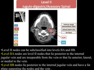 Level III nodes lie
between the of the lower body of the hyoid bone and the level of the lower
margin of the cricoid carti...