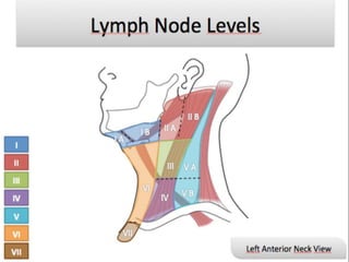 - Level I includes all nodes above the hyoid bone, below the
mylohyoid muscle, and anterior to the posterior edge of the s...