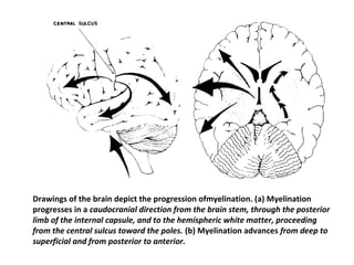 Drawings of the brain depict the progression ofmyelination. (a) Myelination
progresses in a caudocranial direction from the brain stem, through the posterior
limb of the internal capsule, and to the hemispheric white matter, proceeding
from the central sulcus toward the poles. (b) Myelination advances from deep to
superficial and from posterior to anterior.
 