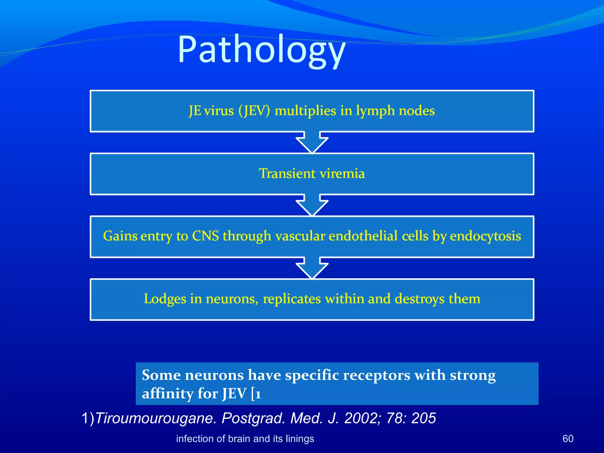 Pathology
1)Tiroumourougane. Postgrad. Med. J. 2002; 78: 205
60infection of brain and its linings
Some neurons have specific receptors with strong
affinity for JEV [1
 