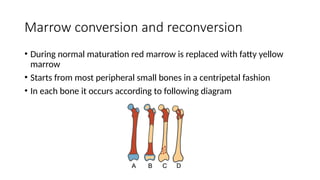 Marrow Conversion Pattern Comprehensive Imaging of Normal and Abnormal Skeletal Maturation in ...