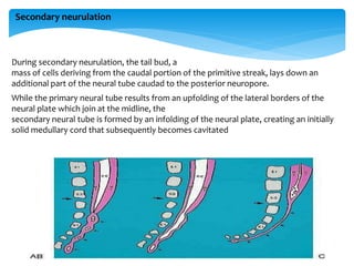Secondary neurulation
During secondary neurulation, the tail bud, a
mass of cells deriving from the caudal portion of the primitive streak, lays down an
additional part of the neural tube caudad to the posterior neuropore.
While the primary neural tube results from an upfolding of the lateral borders of the
neural plate which join at the midline, the
secondary neural tube is formed by an infolding of the neural plate, creating an initially
solid medullary cord that subsequently becomes cavitated
 