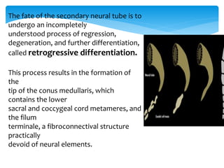 The fate of the secondary neural tube is to
undergo an incompletely
understood process of regression,
degeneration, and further differentiation,
called retrogressive differentiation.
This process results in the formation of
the
tip of the conus medullaris, which
contains the lower
sacral and coccygeal cord metameres, and
the filum
terminale, a fibroconnectival structure
practically
devoid of neural elements.
 
