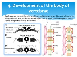 4. Development of the body of
vertebrae
Begins during gastrulation when epiblastic cells migrate toward the cranial portion of
the primitive streak, ingress through the primitive groove, and then migrate laterally
as the prospective somitic mesoderm
 