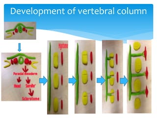 Development of vertebral column
 
