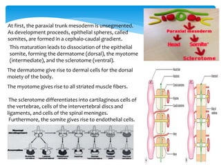 At first, the paraxial trunk mesoderm is unsegmented.
As development proceeds, epithelial spheres, called
somites, are formed in a cephalo-caudal gradient.
This maturation leads to dissociation of the epithelial
somite, forming the dermatome (dorsal), the myotome
(intermediate), and the sclerotome (ventral).
The dermatome give rise to dermal cells for the dorsal
moiety of the body.
The myotome gives rise to all striated muscle fibers.
The sclerotome differentiates into cartilaginous cells of
the vertebrae, cells of the intervertebral discs and
ligaments, and cells of the spinal meninges.
Furthermore, the somite gives rise to endothelial cells.
 