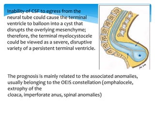 The prognosis is mainly related to the associated anomalies,
usually belonging to the OEIS constellation (omphalocele,
extrophy of the
cloaca, imperforate anus, spinal anomalies)
Inability of CSF to egress from the
neural tube could cause the terminal
ventricle to balloon into a cyst that
disrupts the overlying mesenchyme;
therefore, the terminal myelocystocele
could be viewed as a severe, disruptive
variety of a persistent terminal ventricle.
 