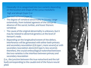  Classically CA is categorized into two variants depending
on the location and shape of the conus medullaris:
 high and abrupt (type I) or
 low and tethered (type II).
 The degree of vertebral abnormality in CA may range
extensively, from isolated agenesis of the coccyx to
absence of the sacral, lumbar, and lower thoracic
vertebrae
 The cause of the original abnormality is unknown, but it
may be related to abnormal genetics at the level of
Hensen’s node.
 Depending on the longitudinal extent of the defect,
interference will be generated with either both primary
and secondary neurulation (CA type I, more severe) or with
secondary neurulation alone (CA type II, less severe);
therefore, the crucial embryological watershed between
the two varieties is the interface between primary and
secondary neurulation
(i.e., the junction between the true notochord and the tail
bud) corresponding to the caudal end of the future neural
plate
 