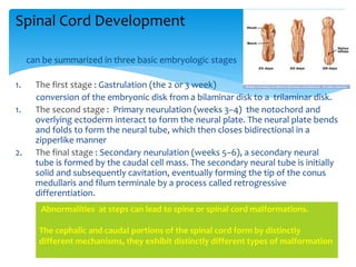  can be summarized in three basic embryologic stages
1. The first stage : Gastrulation (the 2 or 3 week)
conversion of the embryonic disk from a bilaminar disk to a trilaminar disk.
1. The second stage : Primary neurulation (weeks 3–4) the notochord and
overlying ectoderm interact to form the neural plate. The neural plate bends
and folds to form the neural tube, which then closes bidirectional in a
zipperlike manner
2. The final stage : Secondary neurulation (weeks 5–6), a secondary neural
tube is formed by the caudal cell mass. The secondary neural tube is initially
solid and subsequently cavitation, eventually forming the tip of the conus
medullaris and filum terminale by a process called retrogressive
differentiation.
Abnormalities at steps can lead to spine or spinal cord malformations.
The cephalic and caudal portions of the spinal cord form by distinctly
different mechanisms, they exhibit distinctly different types of malformation
Spinal Cord Development
 