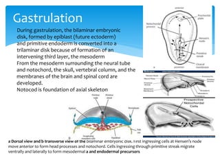 Gastrulation
a Dorsal view and b transverse view of the bilaminar embryonic disk. First ingressing cells at Hensen’s node
move anterior to form head processes and notochord. Cells ingressing through primitive streak migrate
ventrally and laterally to form mesodermal a and endodermal precursors
From the mesoderm surrounding the neural tube
and notochord, the skull, vertebral column, and the
membranes of the brain and spinal cord are
developed.
Notocod is foundation of axial skeleton
During gastrulation, the bilaminar embryonic
disk, formed by epiblast (future ectoderm)
and primitive endoderm is converted into a
trilaminar disk because of formation of an
intervening third layer, the mesoderm
 