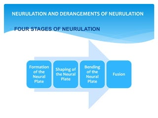  FOUR STAGES OF NEURULATION
NEURULATION AND DERANGEMENTS OF NEURULATION
Formation
of the
Neural
Plate
Shaping of
the Neural
Plate
Bending
of the
Neural
Plate
Fusion
 