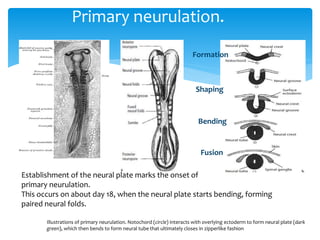 Primary neurulation.
Formation
Shaping
Bending
Fusion
Illustrations of primary neurulation. Notochord (circle) interacts with overlying ectoderm to form neural plate (dark
green), which then bends to form neural tube that ultimately closes in zipperlike fashion
Establishment of the neural plate marks the onset of
primary neurulation.
This occurs on about day 18, when the neural plate starts bending, forming
paired neural folds.
 