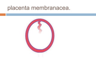 placenta membranacea.
 