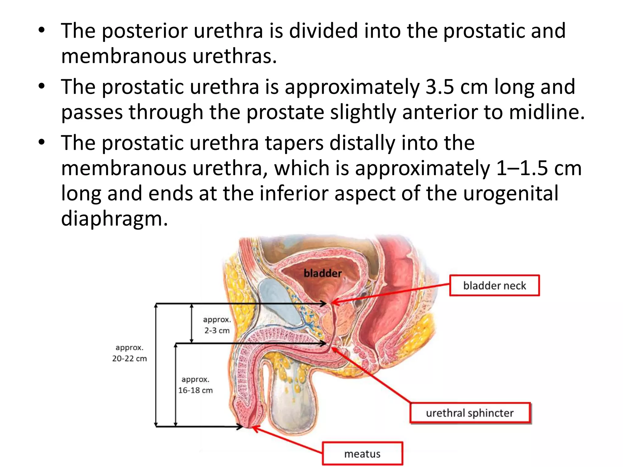 • The posterior urethra is divided into the prostatic and
membranous urethras.
• The prostatic urethra is approximately 3.5 cm long and
passes through the prostate slightly anterior to midline.
• The prostatic urethra tapers distally into the
membranous urethra, which is approximately 1–1.5 cm
long and ends at the inferior aspect of the urogenital
diaphragm.
 