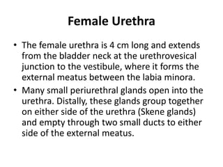 Female Urethra
• The female urethra is 4 cm long and extends
from the bladder neck at the urethrovesical
junction to the vestibule, where it forms the
external meatus between the labia minora.
• Many small periurethral glands open into the
urethra. Distally, these glands group together
on either side of the urethra (Skene glands)
and empty through two small ducts to either
side of the external meatus.
 