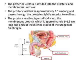 • The posterior urethra is divided into the prostatic and
membranous urethras.
• The prostatic urethra is approximately 3.5 cm long and
passes through the prostate slightly anterior to midline.
• The prostatic urethra tapers distally into the
membranous urethra, which is approximately 1–1.5 cm
long and ends at the inferior aspect of the urogenital
diaphragm.
 