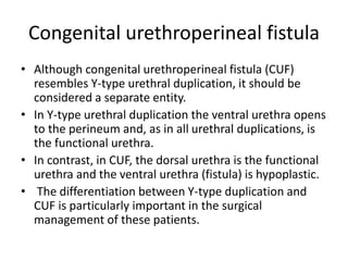 Congenital urethroperineal fistula
• Although congenital urethroperineal fistula (CUF)
resembles Y-type urethral duplication, it should be
considered a separate entity.
• In Y-type urethral duplication the ventral urethra opens
to the perineum and, as in all urethral duplications, is
the functional urethra.
• In contrast, in CUF, the dorsal urethra is the functional
urethra and the ventral urethra (fistula) is hypoplastic.
• The differentiation between Y-type duplication and
CUF is particularly important in the surgical
management of these patients.
 