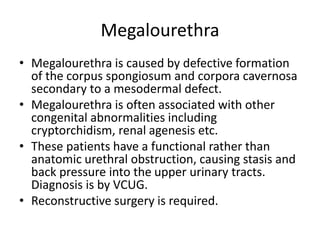 Megalourethra
• Megalourethra is caused by defective formation
of the corpus spongiosum and corpora cavernosa
secondary to a mesodermal defect.
• Megalourethra is often associated with other
congenital abnormalities including
cryptorchidism, renal agenesis etc.
• These patients have a functional rather than
anatomic urethral obstruction, causing stasis and
back pressure into the upper urinary tracts.
Diagnosis is by VCUG.
• Reconstructive surgery is required.
 
