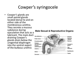 Cowper’s syringocele
• Cowper’s glands are
small paired glands
located dorsal to and on
either side of the
membranous urethra.
They secrete a mucous
substance during
ejaculation that acts as a
lubricant. The main duct
draining Cowper’s
glands drain below the
urogenital diaphragm
into the ventral aspect
of the bulbous urethra
 