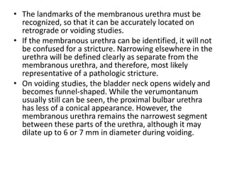 • The landmarks of the membranous urethra must be
recognized, so that it can be accurately located on
retrograde or voiding studies.
• If the membranous urethra can be identified, it will not
be confused for a stricture. Narrowing elsewhere in the
urethra will be defined clearly as separate from the
membranous urethra, and therefore, most likely
representative of a pathologic stricture.
• On voiding studies, the bladder neck opens widely and
becomes funnel-shaped. While the verumontanum
usually still can be seen, the proximal bulbar urethra
has less of a conical appearance. However, the
membranous urethra remains the narrowest segment
between these parts of the urethra, although it may
dilate up to 6 or 7 mm in diameter during voiding.
 
