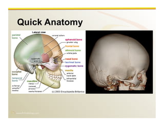 www.RiTradiology.com	

Quick Anatomy
(c) 2003 Encyclopedia Brittanica
 