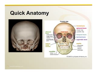 www.RiTradiology.com	

Quick Anatomy
 