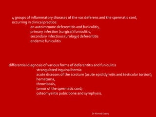 Imaging vastitis differentitis funiculitis seminal vesiculitis Dr Ahmed ...
