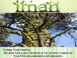 To keep Trunk Healthy:We must have a pure intention of our actions it makes our tree firm and unshakable and immovable. 