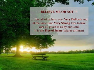 BELIEVE ME OR NOT !!!…..but all of us have one, Very Delicate and at the same time Very Strong Tree to take care of, given to us by our Lord. It is the Tree of Iman (sajarat-ul-Iman)