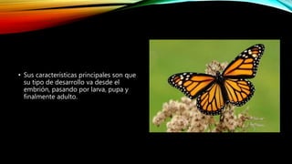 • Sus características principales son que
su tipo de desarrollo va desde el
embrión, pasando por larva, pupa y
finalmente adulto.
 
