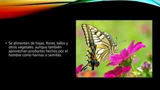 • Se alimentan de hojas, flores, tallos y
otros vegetales, aunque también
aprovechan productos hechos por el
hombre como harinas o semillas.
 