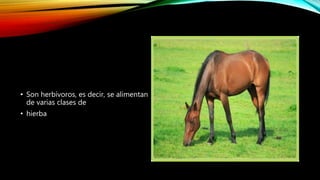 • Son herbívoros, es decir, se alimentan
de varias clases de
• hierba
 