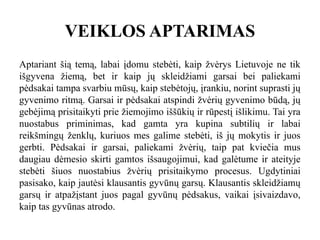 VEIKLOS APTARIMAS
Aptariant šią temą, labai įdomu stebėti, kaip žvėrys Lietuvoje ne tik
išgyvena žiemą, bet ir kaip jų skleidžiami garsai bei paliekami
pėdsakai tampa svarbiu mūsų, kaip stebėtojų, įrankiu, norint suprasti jų
gyvenimo ritmą. Garsai ir pėdsakai atspindi žvėrių gyvenimo būdą, jų
gebėjimą prisitaikyti prie žiemojimo iššūkių ir rūpestį išlikimu. Tai yra
nuostabus priminimas, kad gamta yra kupina subtilių ir labai
reikšmingų ženklų, kuriuos mes galime stebėti, iš jų mokytis ir juos
gerbti. Pėdsakai ir garsai, paliekami žvėrių, taip pat kviečia mus
daugiau dėmesio skirti gamtos išsaugojimui, kad galėtume ir ateityje
stebėti šiuos nuostabius žvėrių prisitaikymo procesus. Ugdytiniai
pasisako, kaip jautėsi klausantis gyvūnų garsų. Klausantis skleidžiamų
garsų ir atpažįstant juos pagal gyvūnų pėdsakus, vaikai įsivaizdavo,
kaip tas gyvūnas atrodo.
 