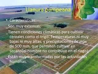 Llanura pampeana
• Características:
_Son muy extensas;
_Tienen condiciones climáticas para cultivar
cereales como el trigo...