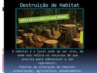 Destruição de Habitat
O habitat é o local onde um ser vivo, de
onde ele retira os recursos de que
precisa para sobreviver e ser
reproduzir.
Fatores de alteração de habitat:
urbanização, agricultura, desmatamento.
 