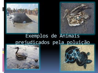 Exemplos de Animais
prejudicados pela poluição
 