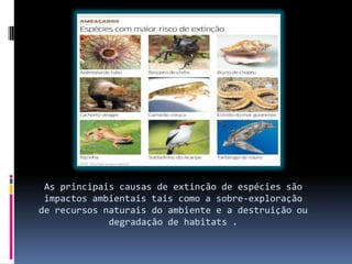 As principais causas de extinção de espécies são
impactos ambientais tais como a sobre-exploração
de recursos naturais do ambiente e a destruição ou
degradação de habitats .
 