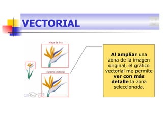 VECTORIAL Al ampliar  una zona de la imagen original, el gràfico vectorial me permite  ver con más detalle  la zona seleccionada. 