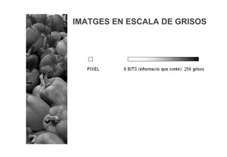 IMATGES EN ESCALA DE GRISOS
 