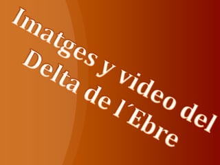 Imatges i video del Delta de l´Ebre