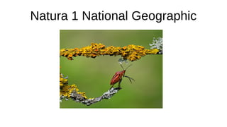 Natura 1 National Geographic