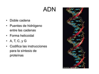 ADN
• Doble cadena
• Puentes de hidrógeno
entre las cadenas
• Forma helicoidal
• A, T, C, y G
• Codifica las instrucciones
para la síntesis de
proteínas
 
