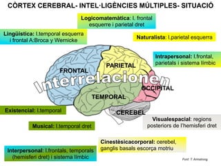 FRONTAL
TEMPORAL
PARIETAL
OCCIPITAL
CÒRTEX CEREBRAL- INTEL·LIGÈNCIES MÚLTIPLES- SITUACIÓ
Lingüística: l.temporal esquerra
i frontal A:Broca y Wernicke
Logicomatemàtica: l. frontal
esquerre i parietal dret
Musical: l.temporal dret
Cinestèsicacorporal: cerebel,
ganglis basals escorça motriu
Naturalista: l.parietal esquerra
Intrapersonal: l.frontal,
parietals i sistema límbic
Interpersonal: l.frontals, temporals
(hemisferi dret) i sistema límbic
Visualespacial: regions
posteriors de l’hemisferi dret
Existencial: l.temporal
Font: T. Armstrong
CEREBEL
 