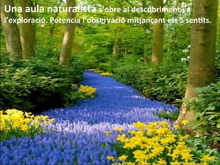 Una	
  aula	
  naturalista	
  s’obre	
  al	
  descobriment	
  i	
  a	
  
l’exploració.	
  Potencia	
  l’observació	
  mitjançant	
  els	
  5	
  senHts.	
  
 