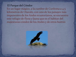 El Parque del Cóndor
En un lugar mágico, a la cumbre de Curiloma a 4.5
kilometros de Otavalo, con uno de los paisajes más
imponentes de los Andes ecuatorianos, se encuentra
este refugio de flora y fauna que es el hábitat del
majestuoso cóndor de los Andes y de otros buitres
 