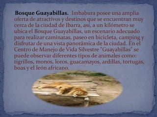 Bosque Guayabillas. Imbabura posee una amplia
oferta de atractivos y destinos que se encuentran muy
cerca de la ciudad de Ibarra, así, a un kilómetro se
ubica el Bosque Guayabillas, un escenario adecuado
para realizar caminatas, paseo en bicicleta, camping y
disfrutar de una vista panorámica de la ciudad. En el
Centro de Manejo de Vida Silvestre "Guayabillas" se
puede observar diferentes tipos de animales como:
tigrillos, monos, loros, guacamayos, ardillas, tortugas,
boas y el león africano.
 