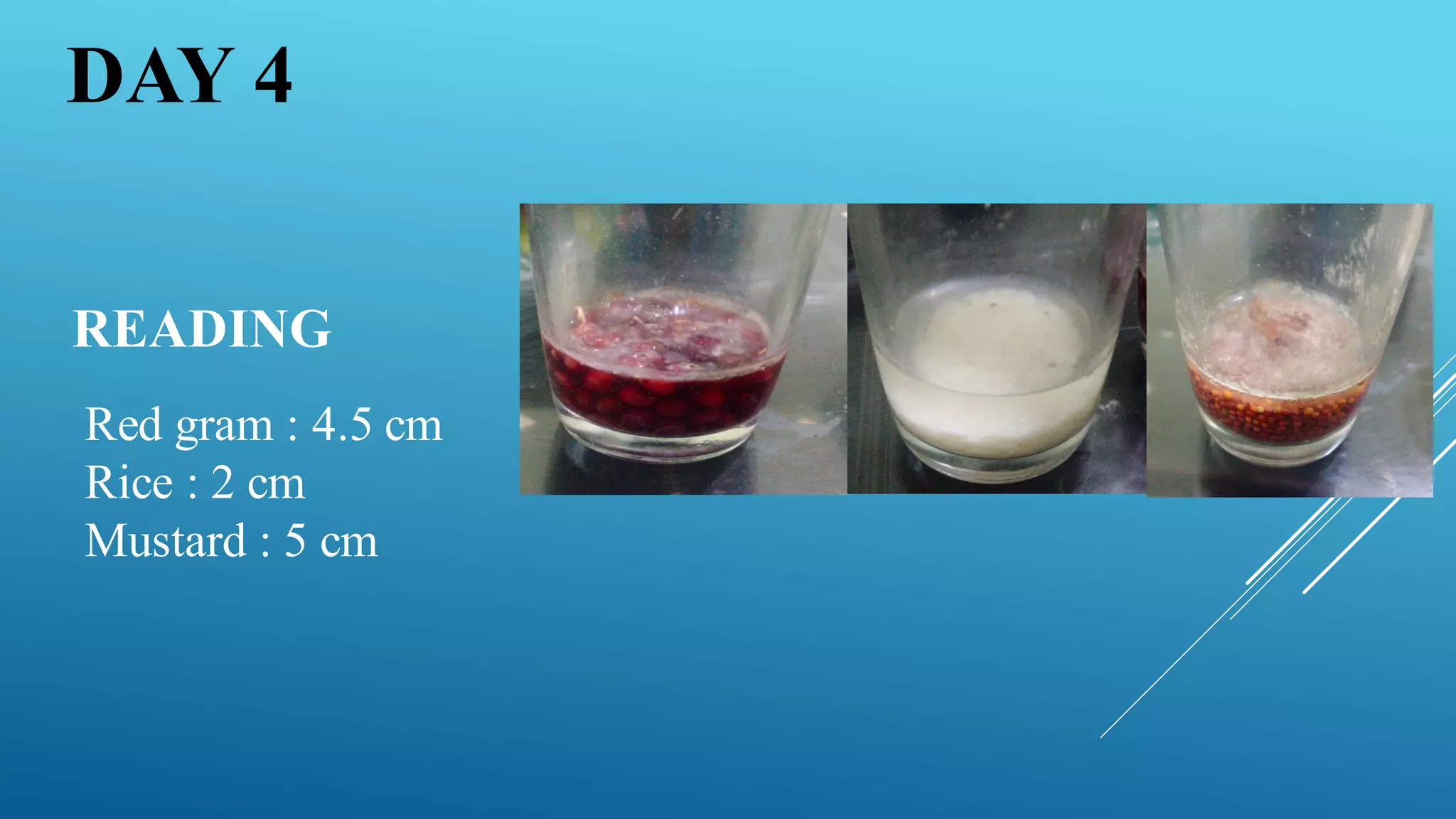READING
Red gram : 4.5 cm
Rice : 2 cm
Mustard : 5 cm
DAY 4
 